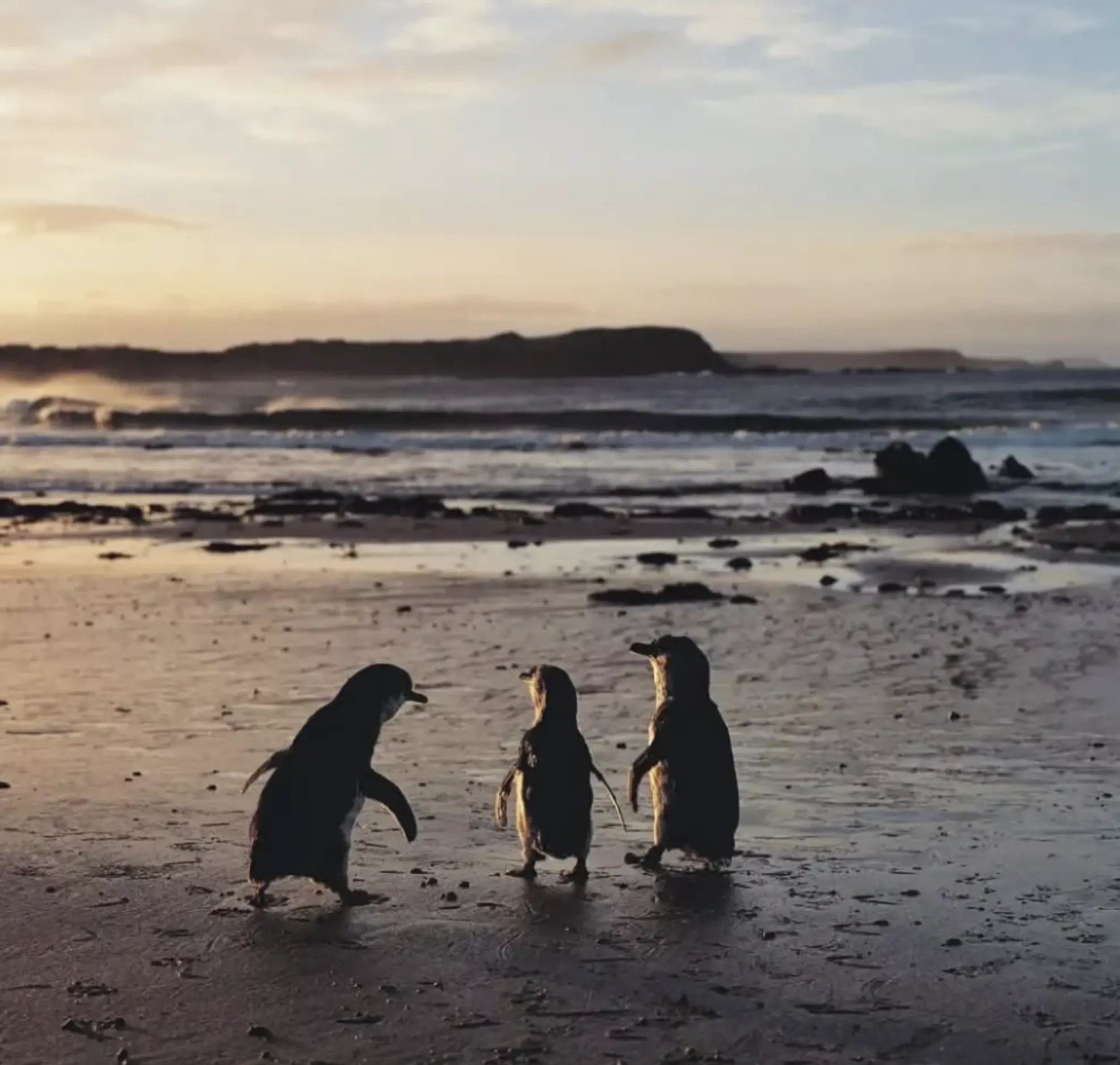 Phillip Island Penguins