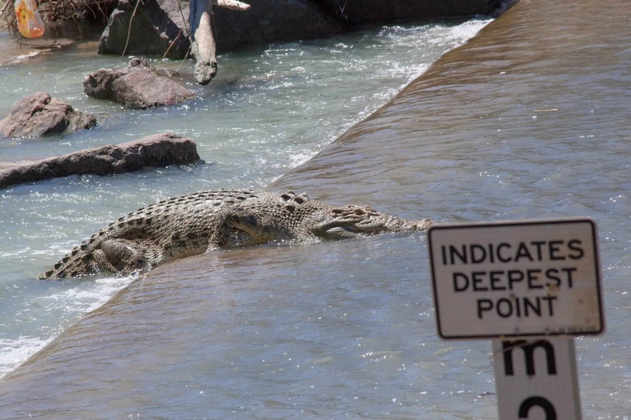 crocodile attack