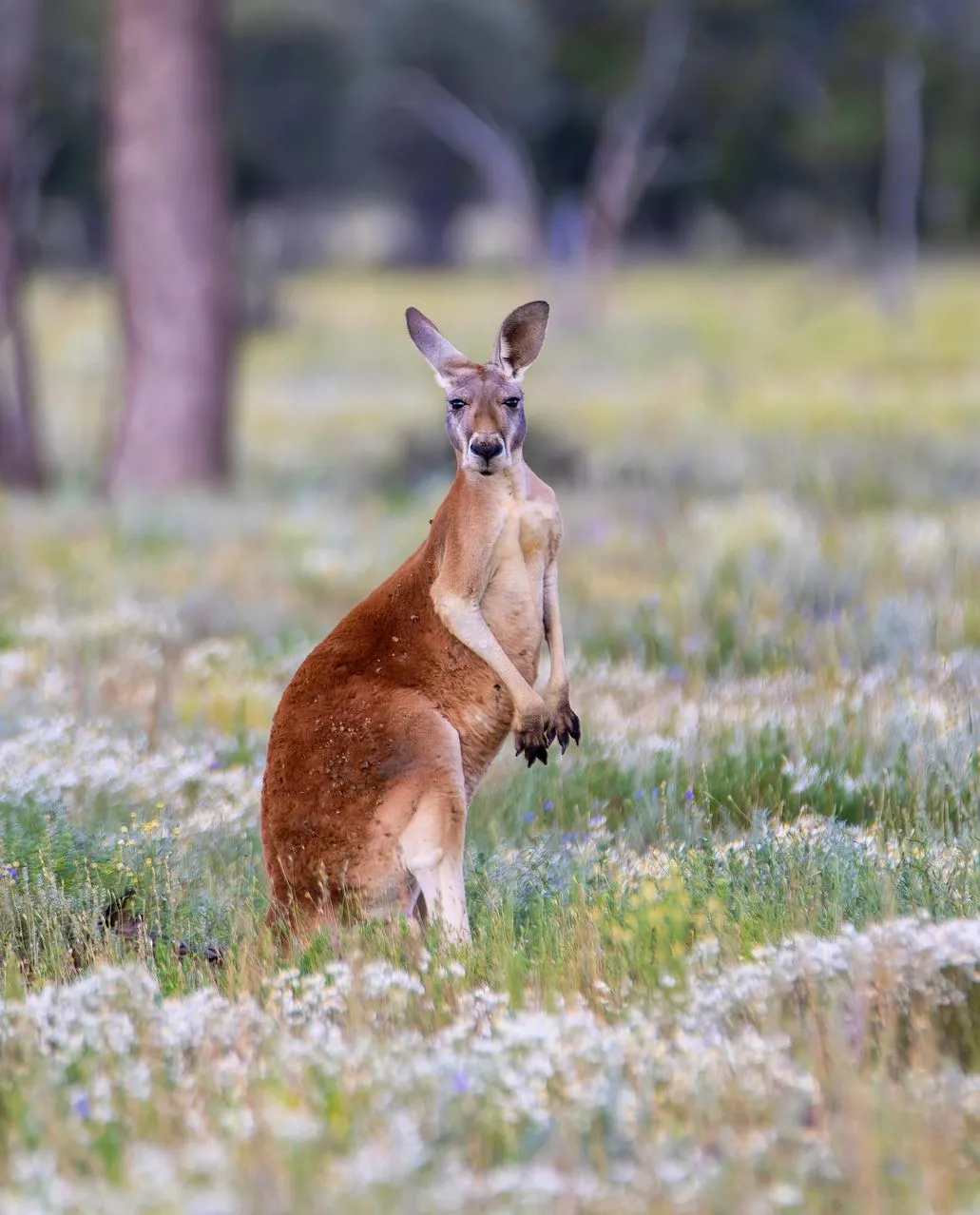 Spot Wildlife Like a Junior David Attenborough
